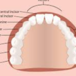 adult tooth chart with wisdom teeth