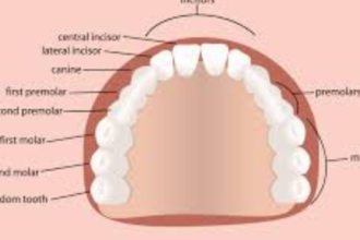 adult tooth chart with wisdom teeth