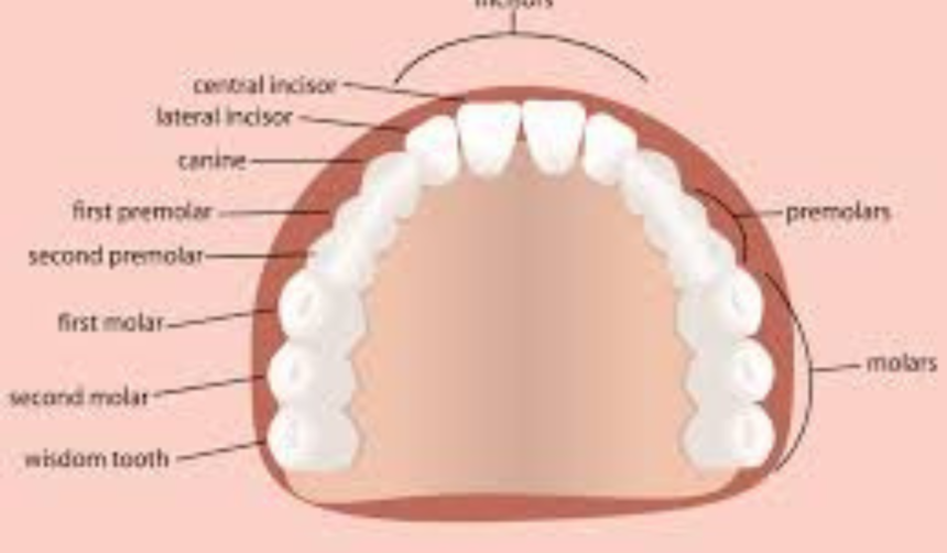 adult tooth chart with wisdom teeth